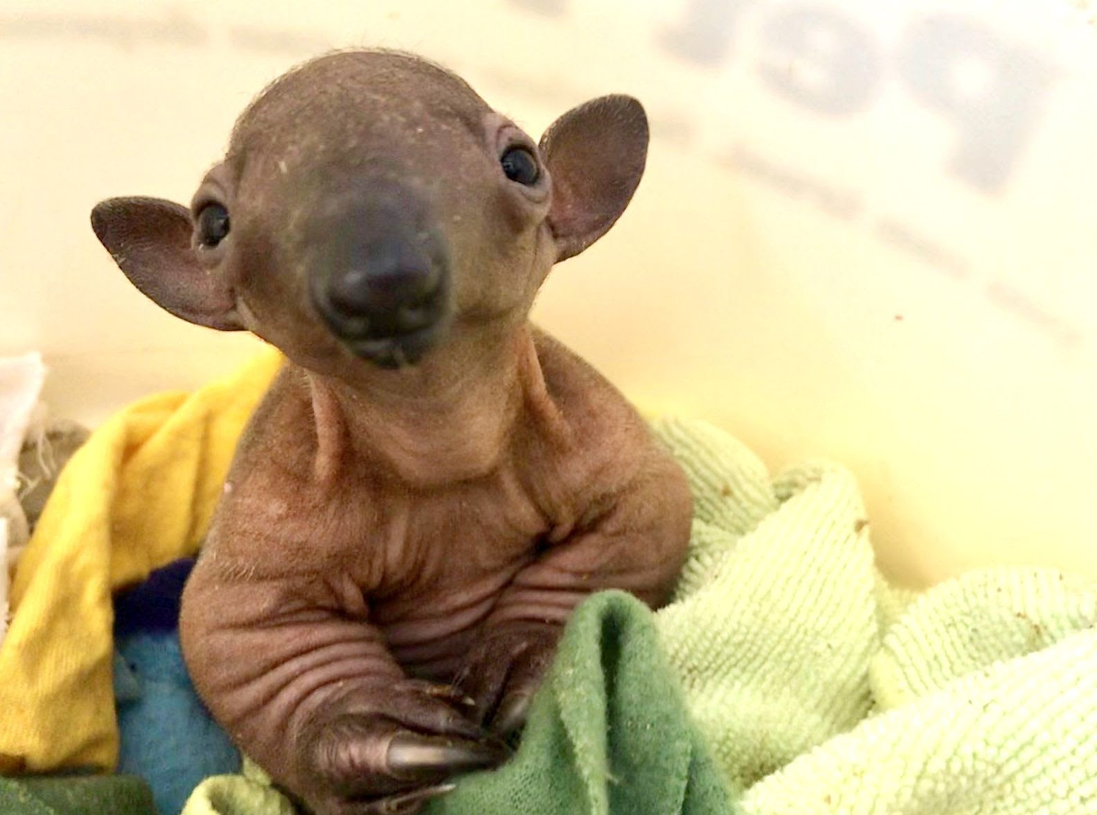 Cincinnati zoo opened in 1875 and some structures from the early days have been preserved. When Is The Cincinnati Zoo Zoo Babies Exhibit Cincinnati Zoo Babies