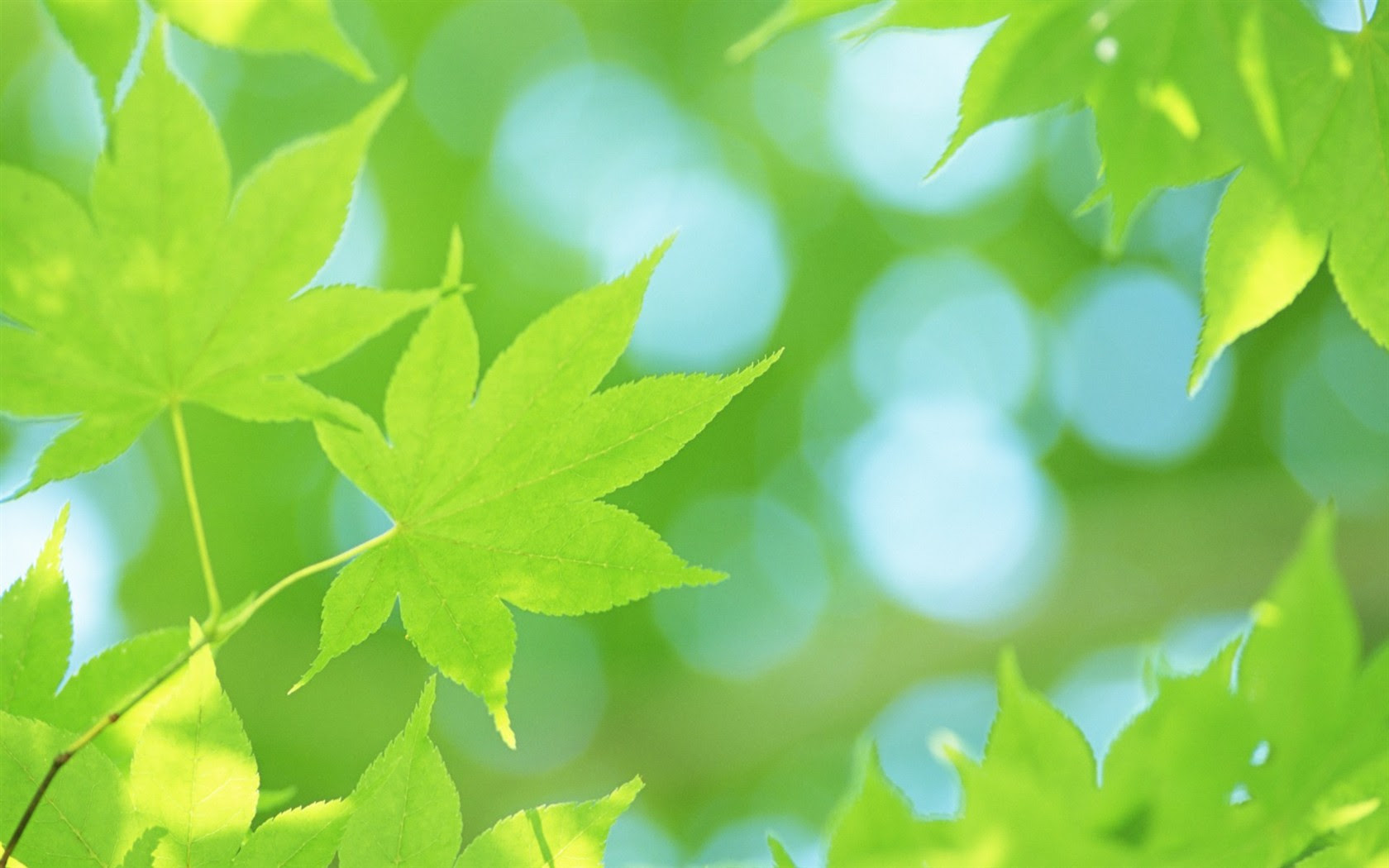 最新 壁紙 新緑 Jpbestwallpaper