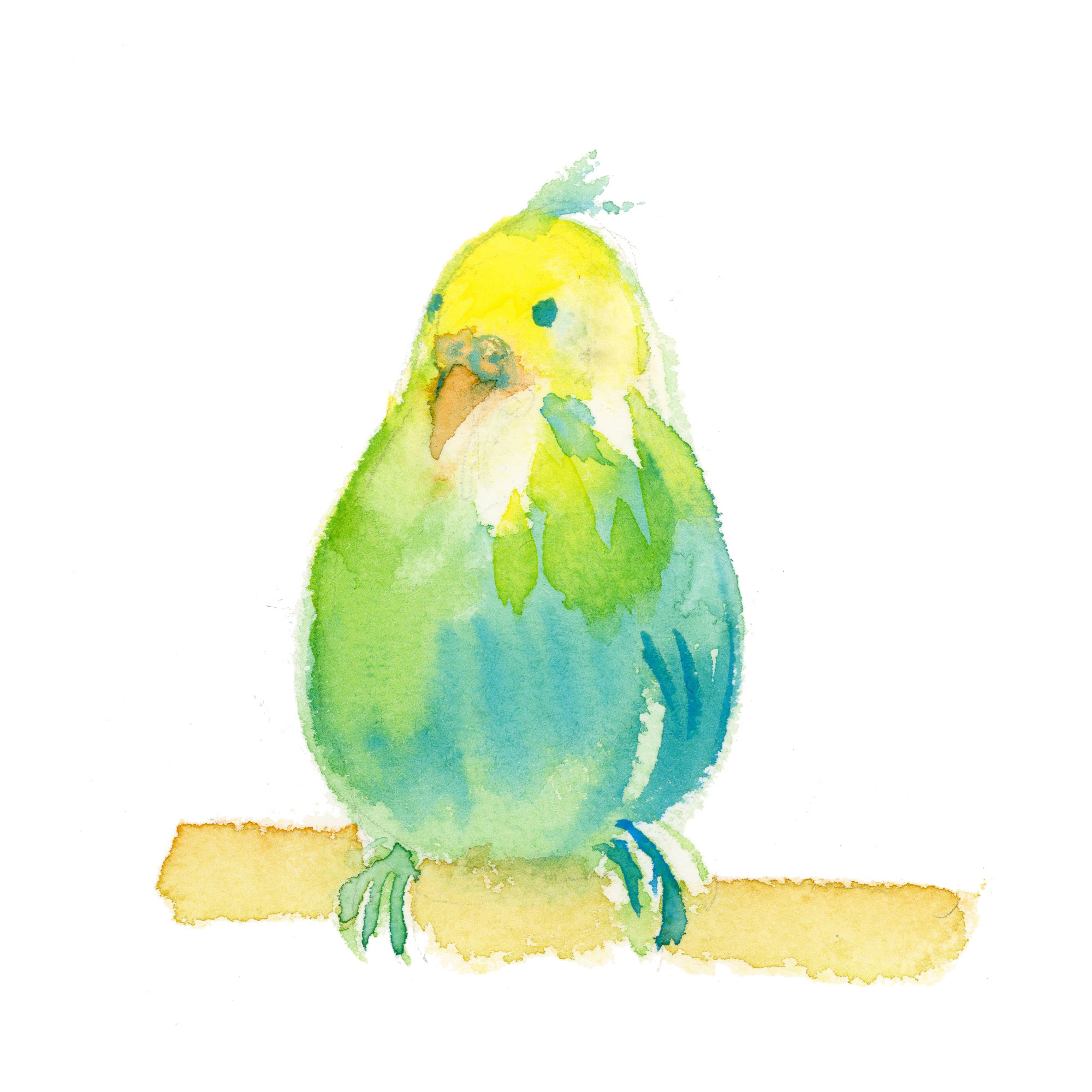 新しいコレクション セキセイインコ 鳥 イラスト かわいい 手書き Josspicture3yip7