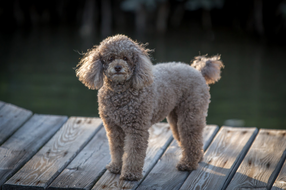 The poodle, called the pudel in german and the caniche in french, is a breed of water dog. Miniature Poodle Breeders Canadian Kennel Club Registered Pawzy