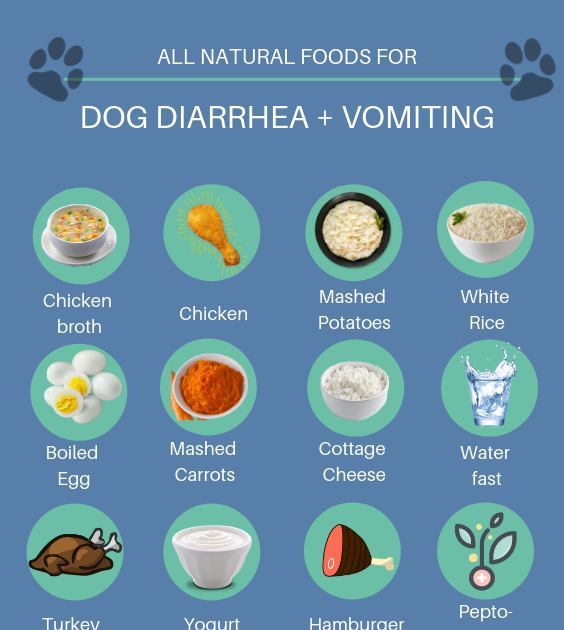 Upset Stomach Diet For Dogs - DIETOSA
