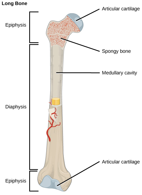 Long bone labeled epiphyseal plate. 19 2 Bone Concepts Of Biology 1st Canadian Edition