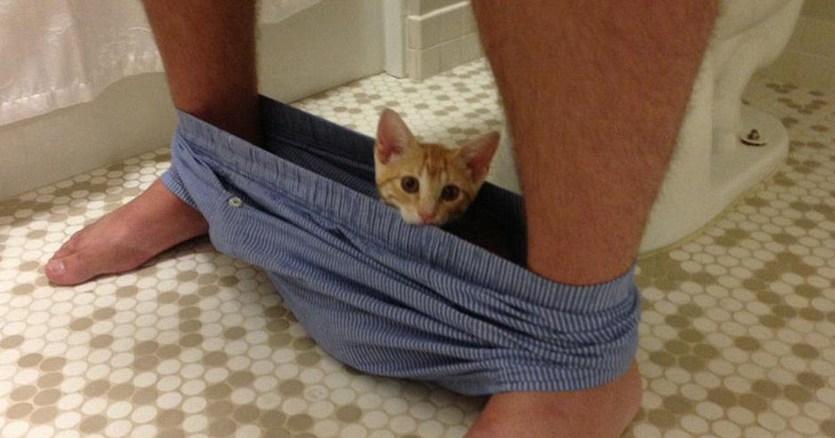 There are cats that, like dogs, follow their humans everywhere. Why Do Cats Follow Us To The Bathroom Meowingtons