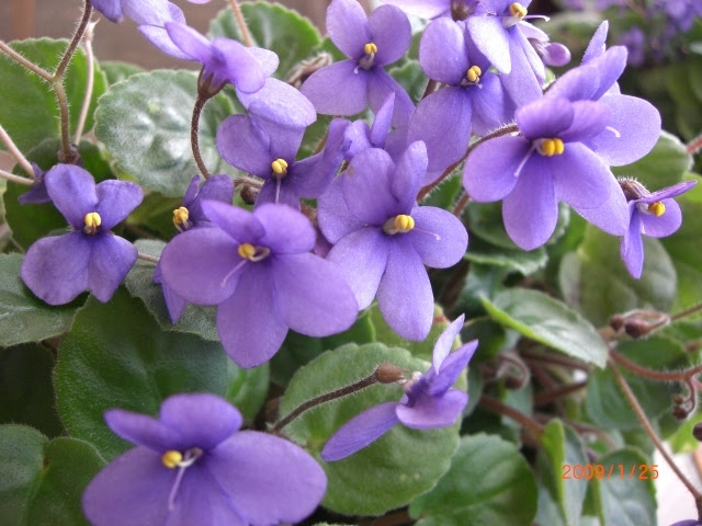 最高12 月 22 日 誕生 花 すべての美しい花の画像