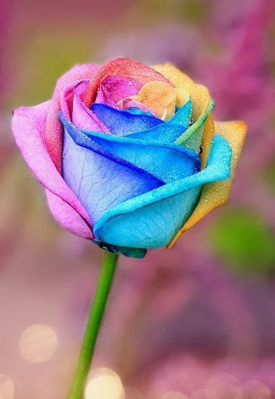 ぜいたく壁紙 恋愛運アップ 待ち受け 最強 最高の花の画像