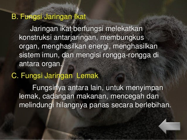  Contoh  Makanan Hewan  Invertebrata Karintoh