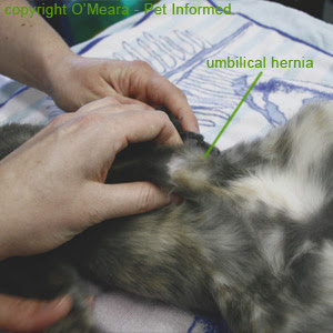 Spaying is the removal of a female cat's ovaries and uterus; Spaying Cats A Complete Veterinary Guide To Feline Spay Surgery