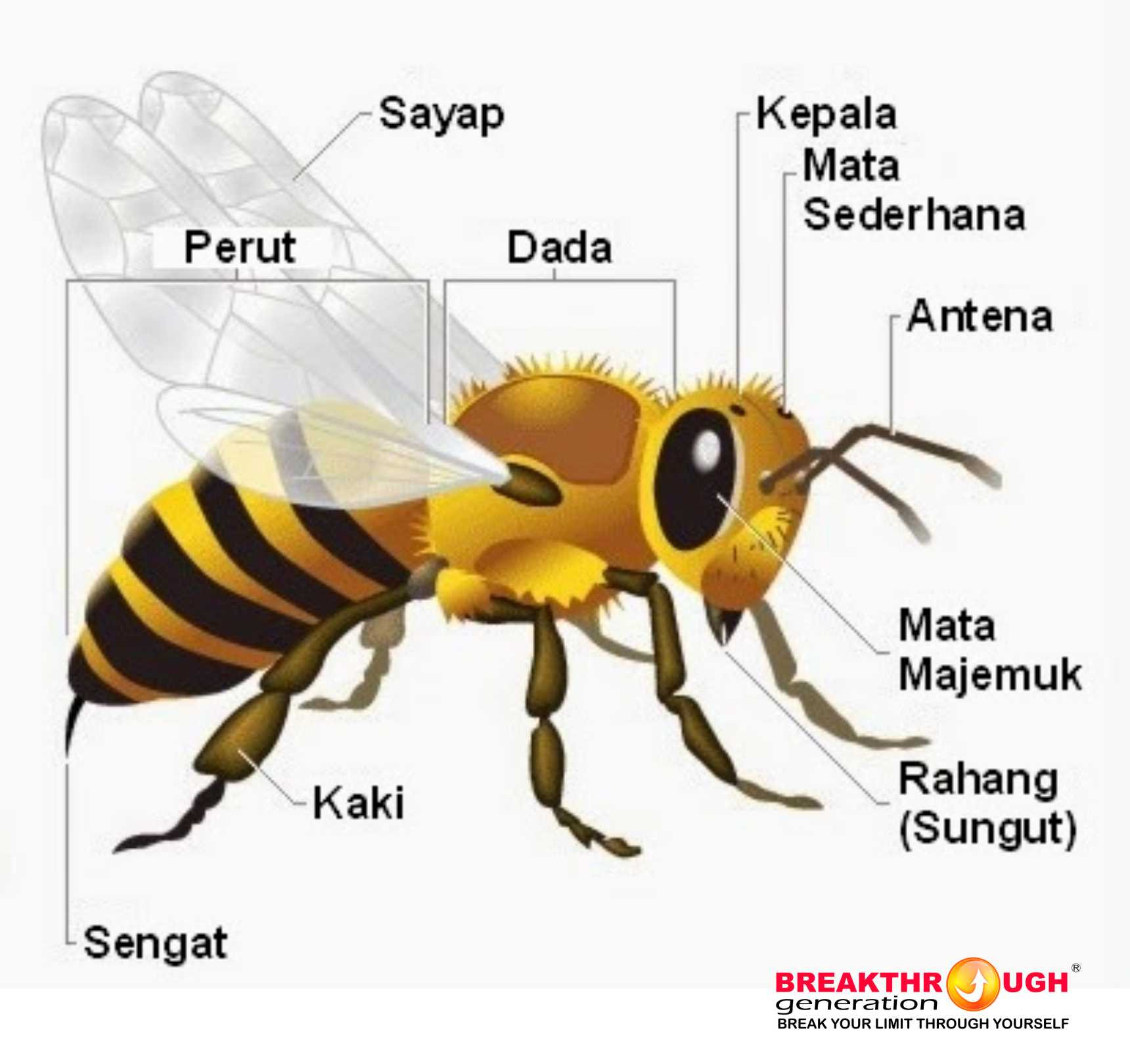 60 Gambar  Metamorfosis  Sempurna Pada Lebah  Terlengkap 