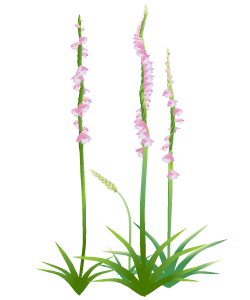 新着ネジバナ 花 言葉 最高の花の画像