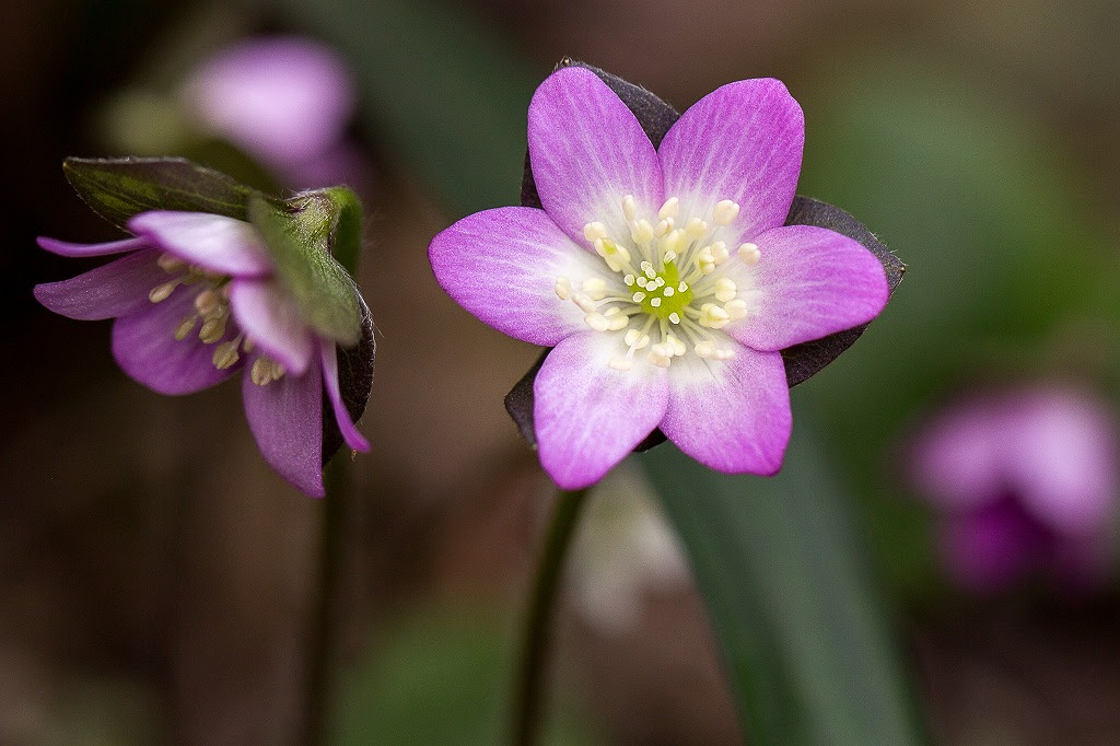 50 素晴らしい春の 草花 ピンク 美しい花の画像