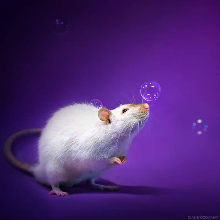 Fancy Funny Rat Pictures