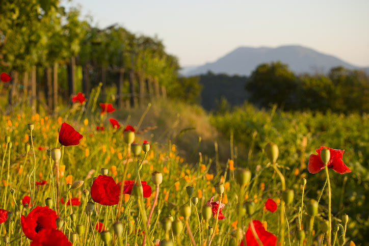 field_red_flowers.jpg