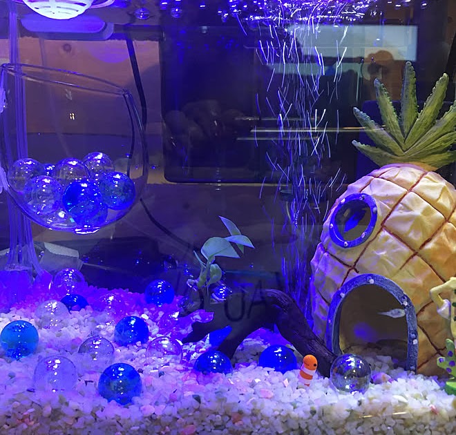 いろいろ ダイソー 水槽 置物 ダイソー 水槽 置物 Tenjphuy