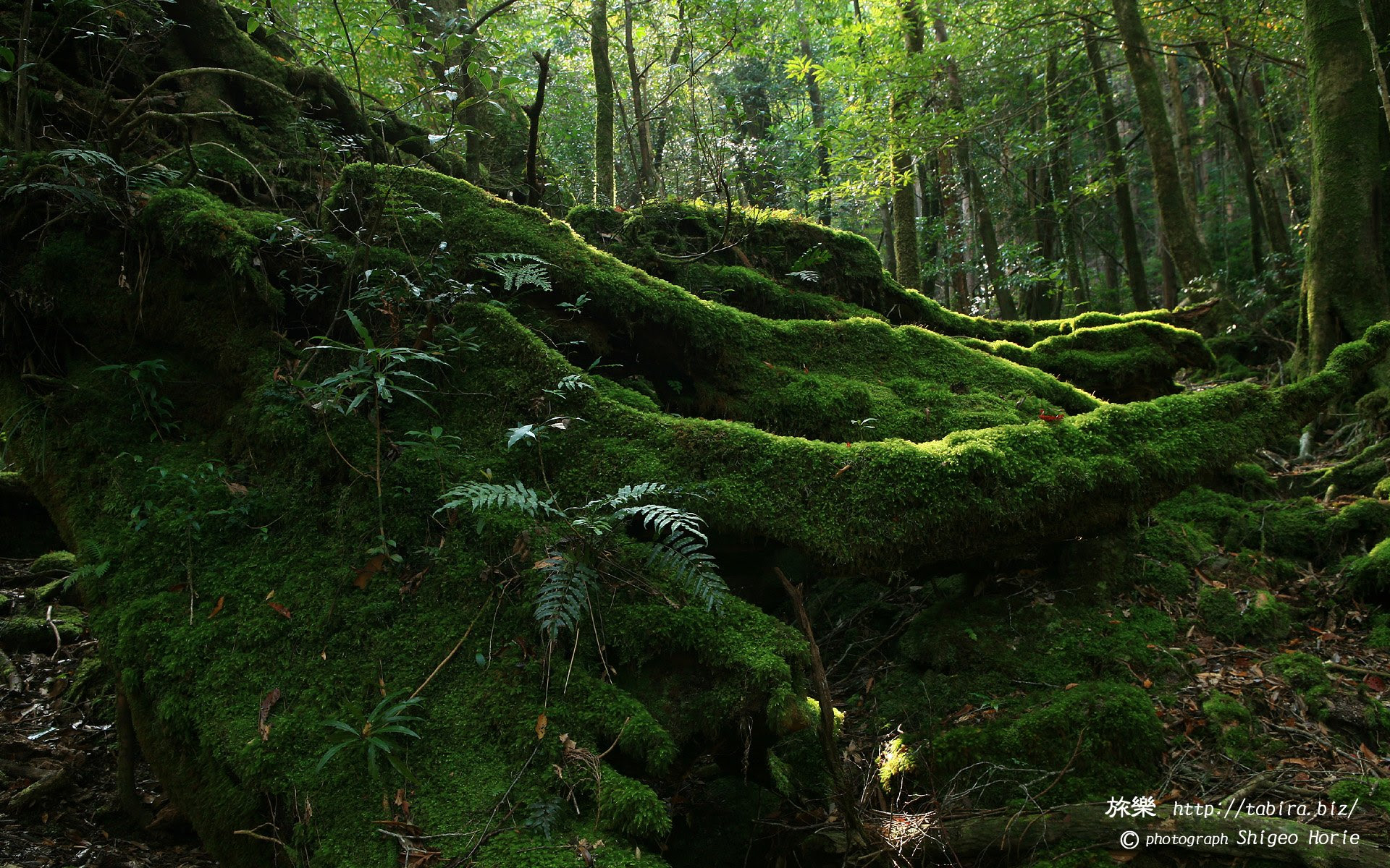 トップ100 屋久島 壁紙 最高の花の画像