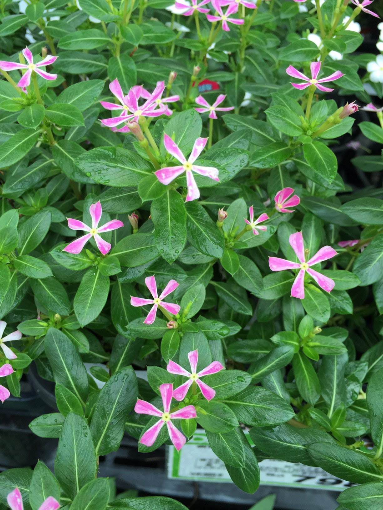 新鮮な思い出 花 言葉 最高の花の画像