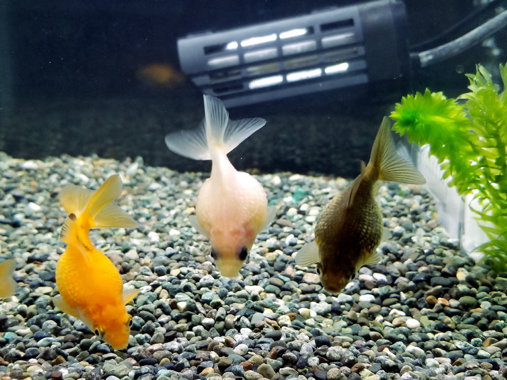 最も欲しかった 金魚 つつく やめさせる 2807 金魚 つつく やめさせる