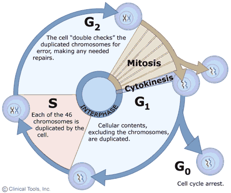 We've provided a free reference chart to pair up with the plant cell worksheet. The Cell Cycle Sas