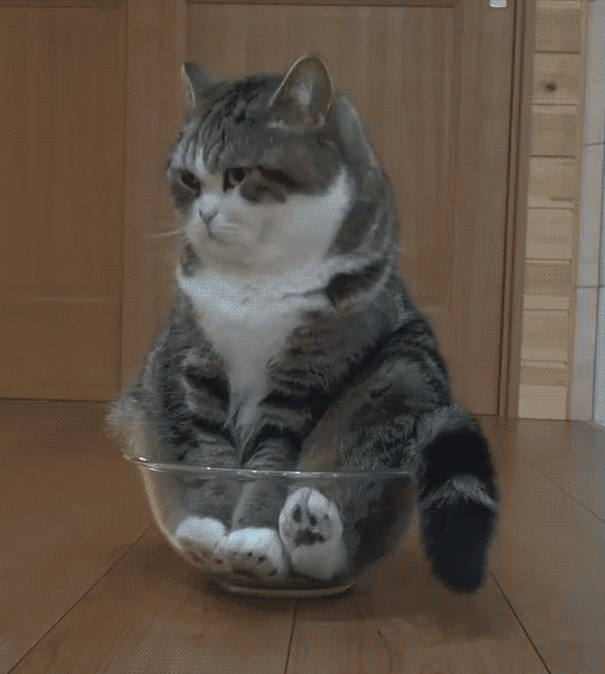 Cat sitting in bowl