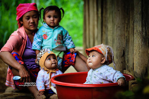 Hà Giang, tam giác mạch, cúc dại