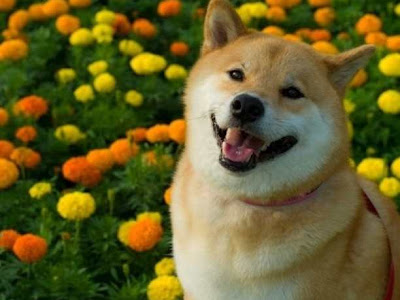 すべての美しい花の画像 Iphone 柴犬 まる 壁紙