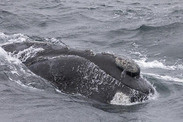eastern North Pacific right whale 