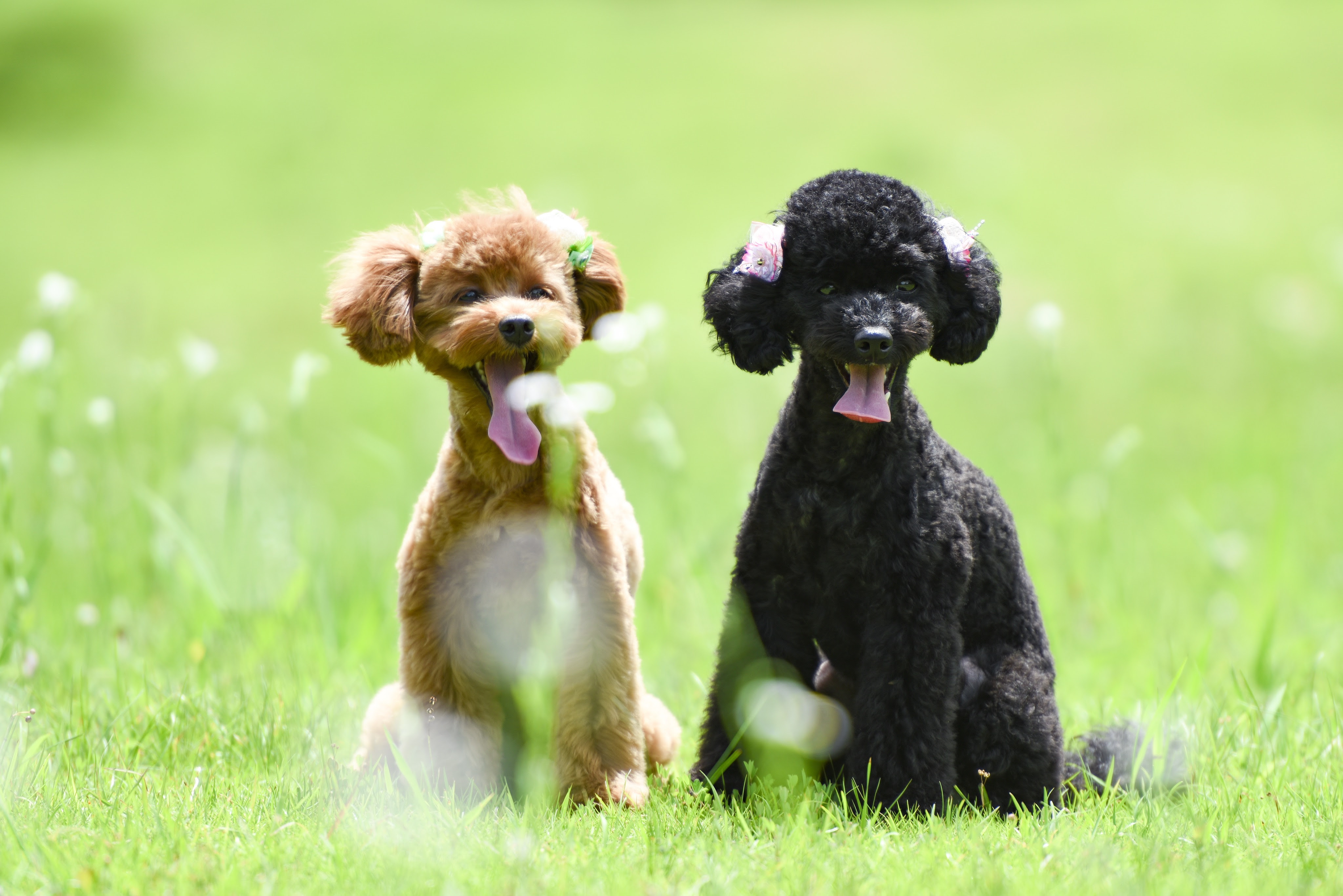 Japan Image 犬 おすわり 横