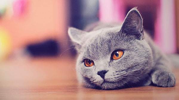 新鮮な猫 壁紙 おしゃれ Pc 最高の花の画像