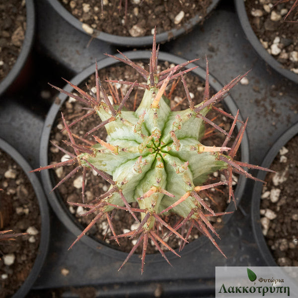 A classic example of convergent evolution occurred with cactaceae , the cactus family, of the americas and with the euphorbs, or euphorbiaceae , the other plant families that show convergence with the cacti, in having succulent stems or leaves, are the stem succulents of the milkweed family. Euphorbia Horrida Cyprus Cactus