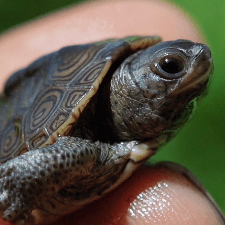 Baby Terrapin 