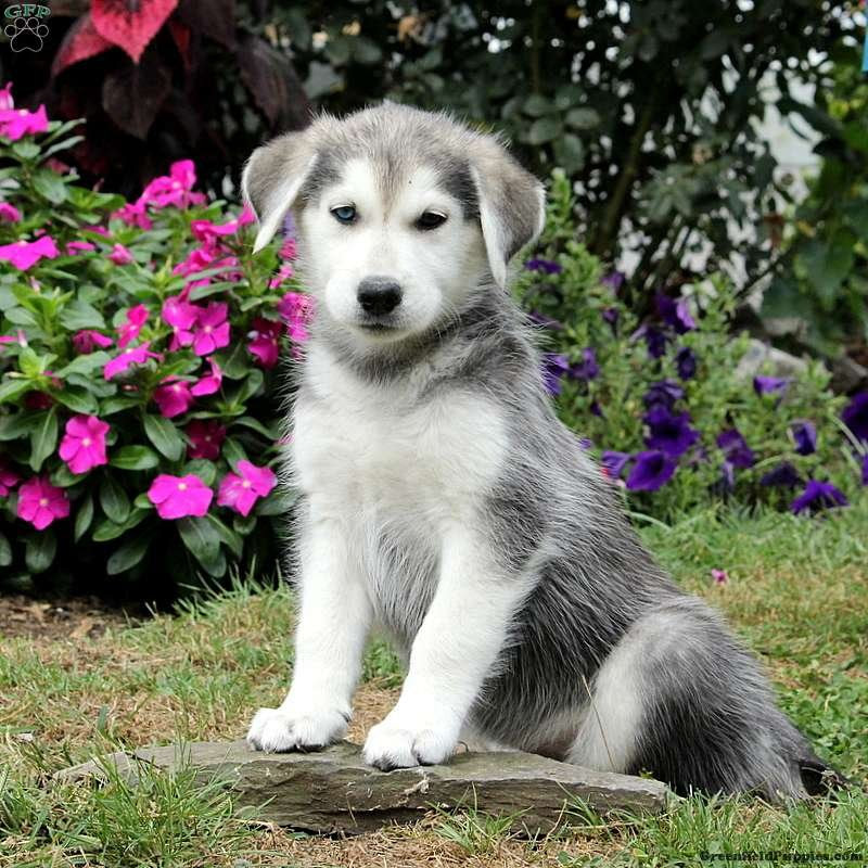 The goberian is a moderately adaptable dog breed. 10 Breathtaking Pics Of Husky Golden Retriever Mix