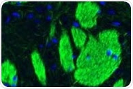 Storing and Handling Antibodies for Research