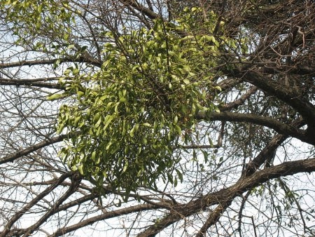    Омела белая растение - паразит, прикрепляясь присосками к дереву, живёт, даже не засыпая на зиму,...