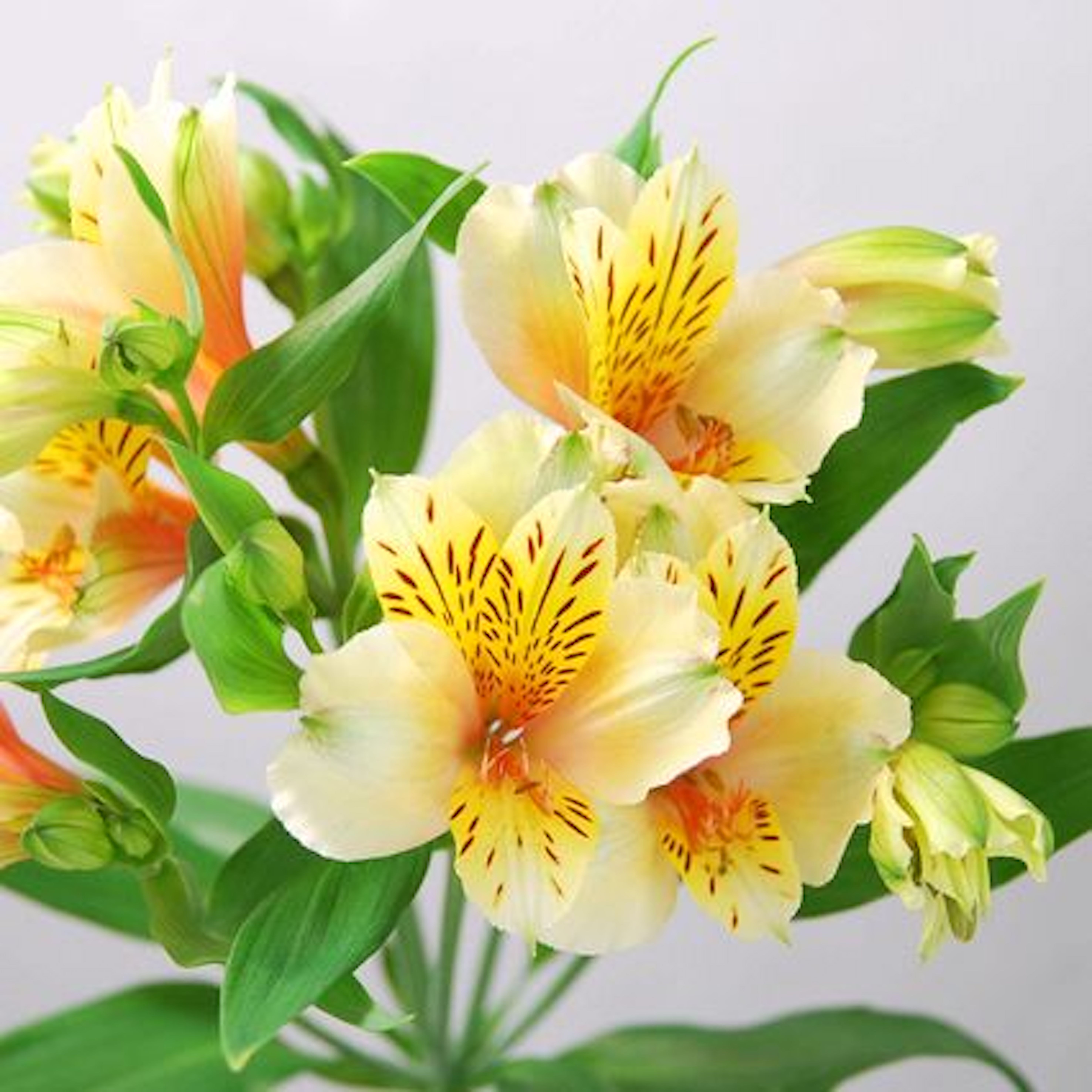 これまでで最高の花 アルストロメリア 最高の花の画像