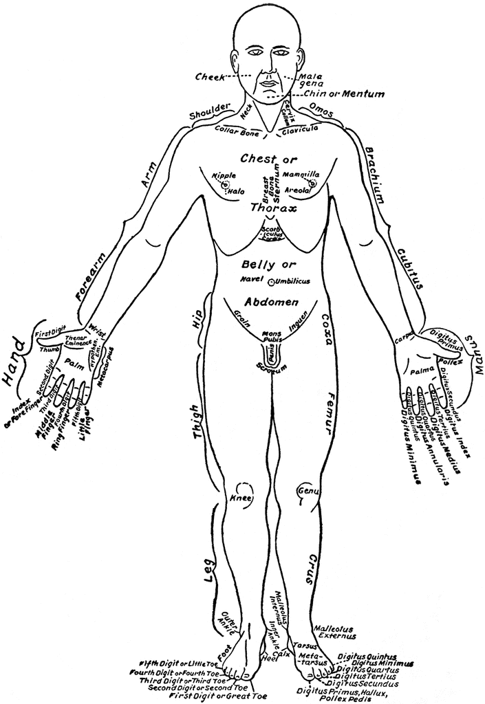 Posted on january 21, 2015 by admin. Human Body Parts Drawing At Getdrawings Free Download