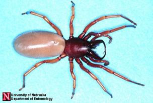 Maybe you would like to learn more about one of these? Brown Recluse Spider