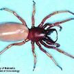 Spider With Red Legs And Black And White Body - Common Neighbourhood Spiders Agriculture And Food, Check spelling or type a new query.