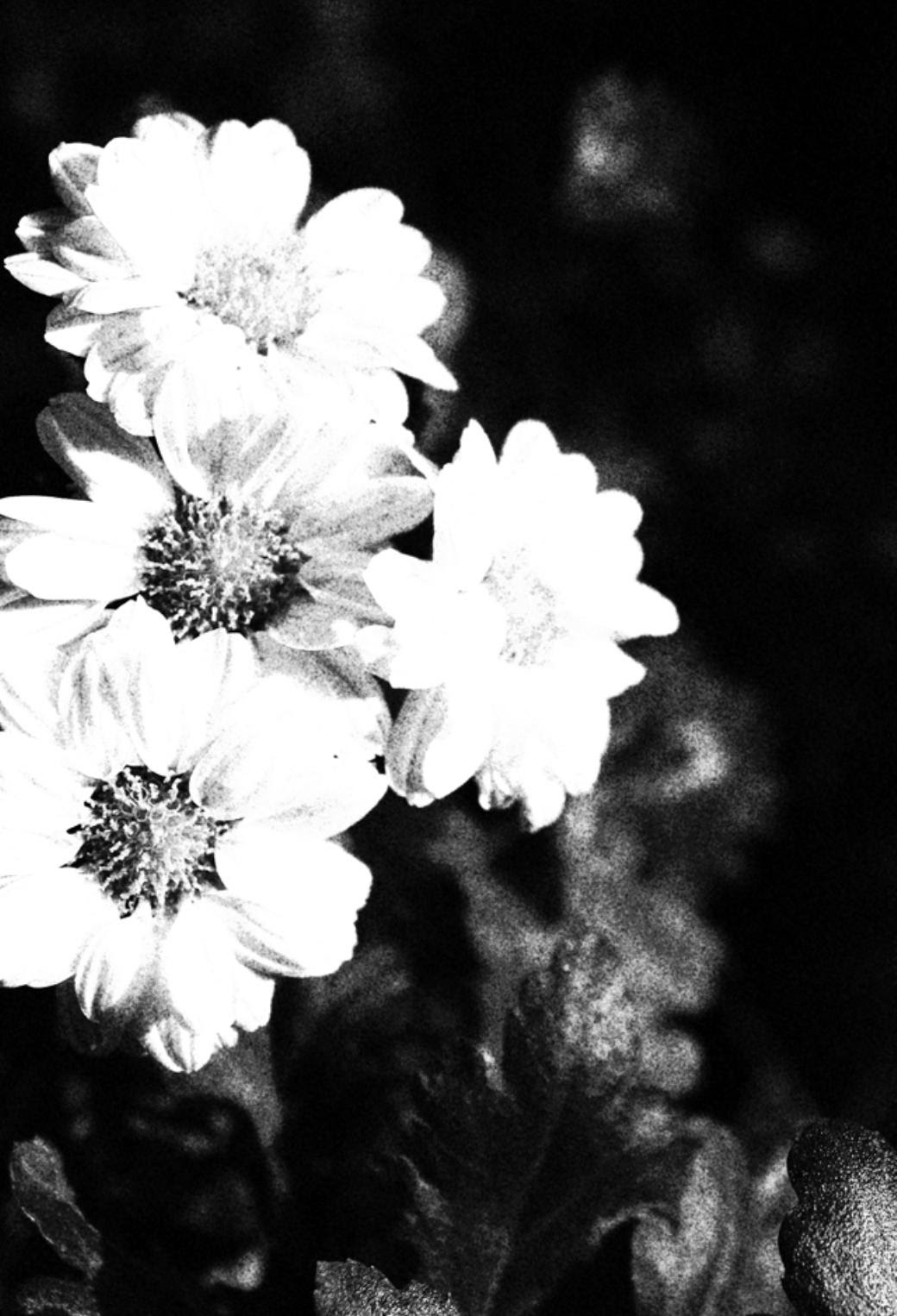 新鮮な壁紙 モノクロ 花 最高の花の画像