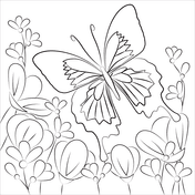 Coloring book for creative adults, which is available in digital or print. Butterfly Coloring Pages Free Coloring Pages