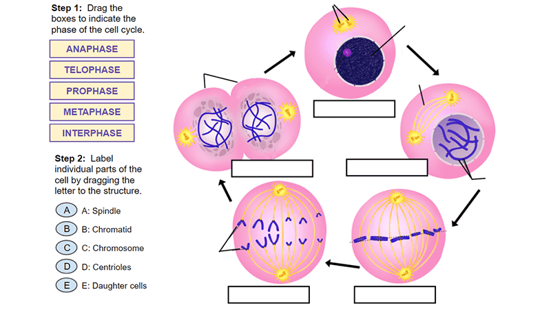 Cell Cycle And Mitosis Worksheet Answer Key / Cells Alive Cell Cycle Ppt Download / The cell ...