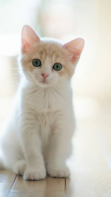 新鮮な子猫 壁紙 無料 花の画像