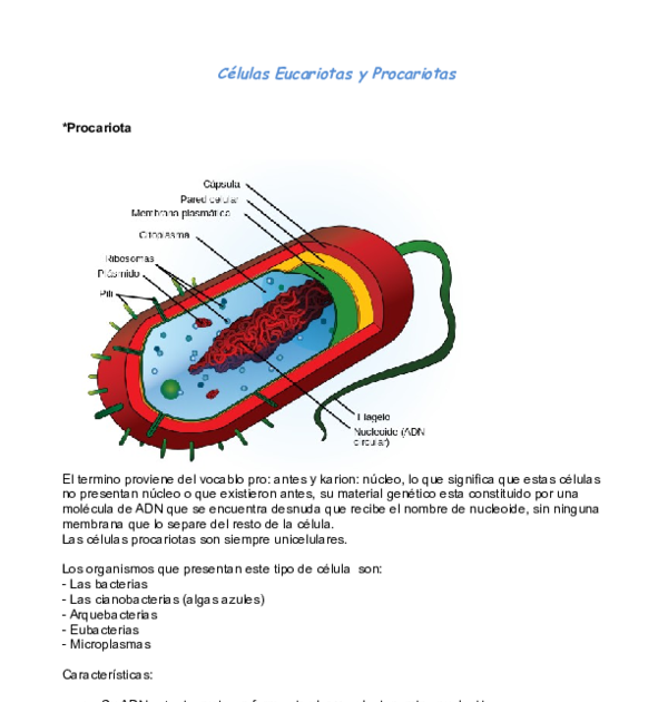 Caracteristicas De La Celula Eucariota Y Procariota