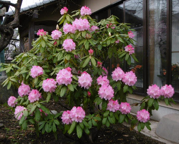 すべての美しい花の画像 新鮮な西洋 シャクナゲ 種類