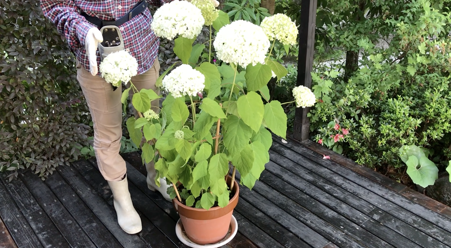 綺麗な白い あじさい の 育て 方 すべての美しい花の画像