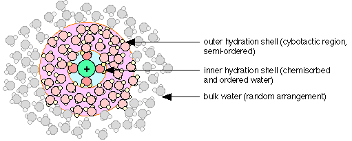 cybotactic region of ordered water molecules around a dissolved ion