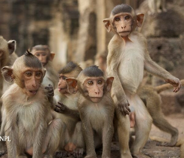 Although ther are reservations regarding the transfer of the experiments in humans.Monkey embryos development has been studied