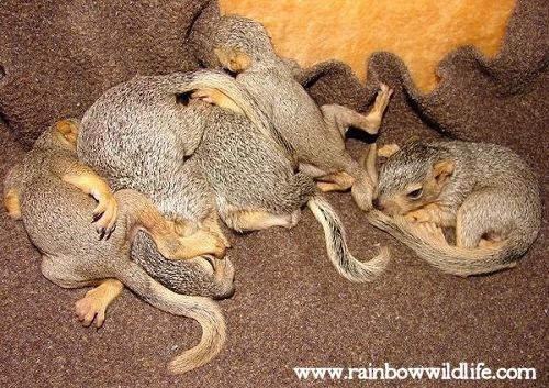 How To Raise A Baby Squirrel ecotierradesign