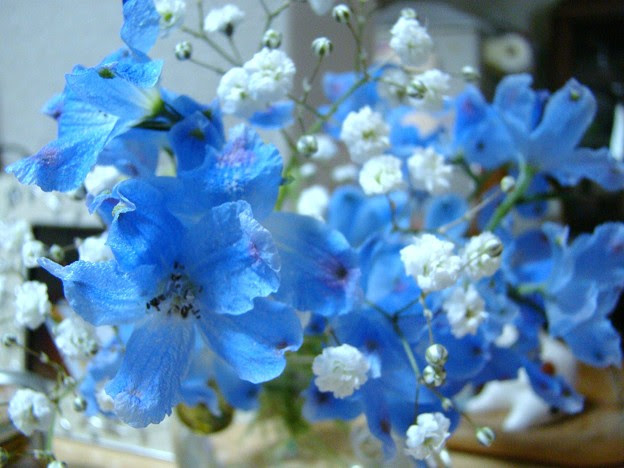 最高の青い 小さな 花 名前 すべての美しい花の画像