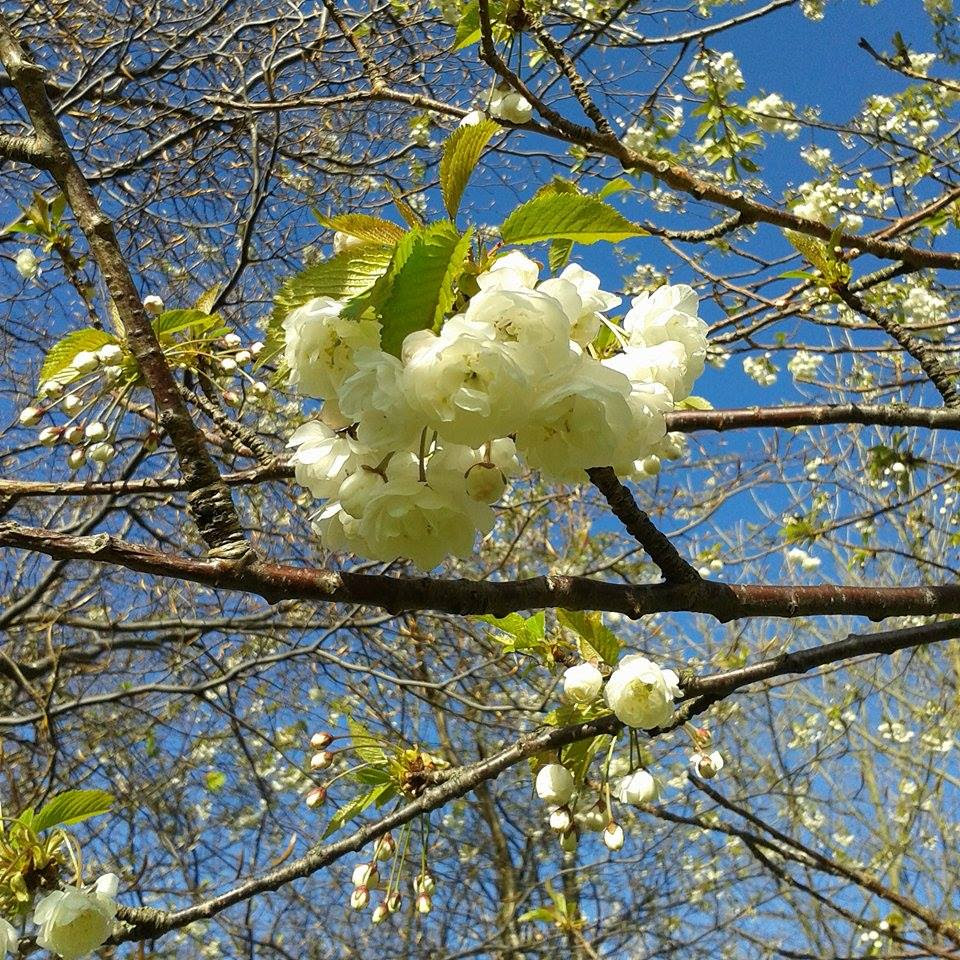 Spring blossom delight