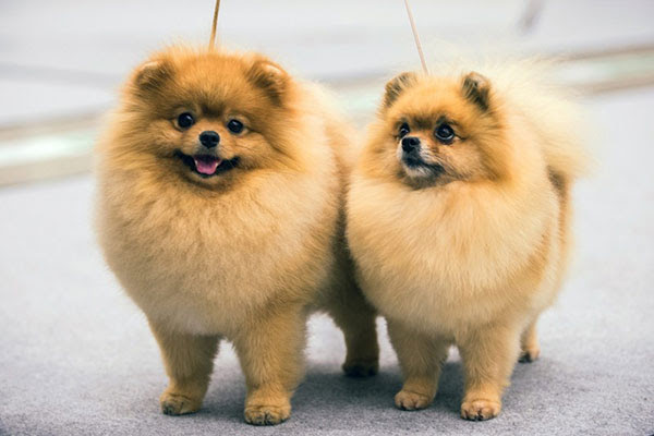 Two Pomeranian dogs