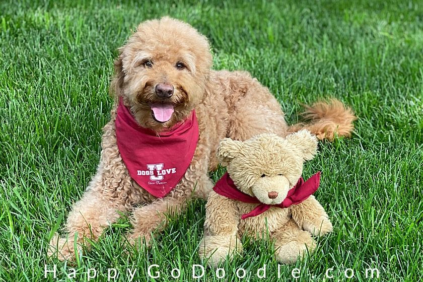 While this is very true, i still recommend seeking out a skilled trainer and setting aside time to train you pup especially when. The Goldendoodle Teddy Bear Cut So Adorable Your Heart Will Melt Happy Go Doodle
